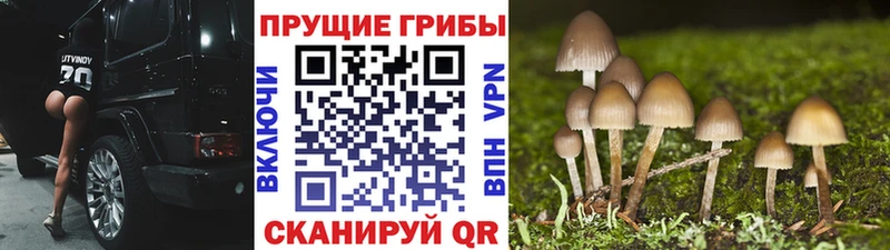 Купить где  Киренск  Галлюциногенные грибы прущие грибы 